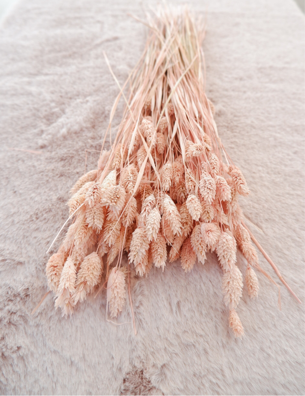 Droogbloemen Phalaris Poederroze