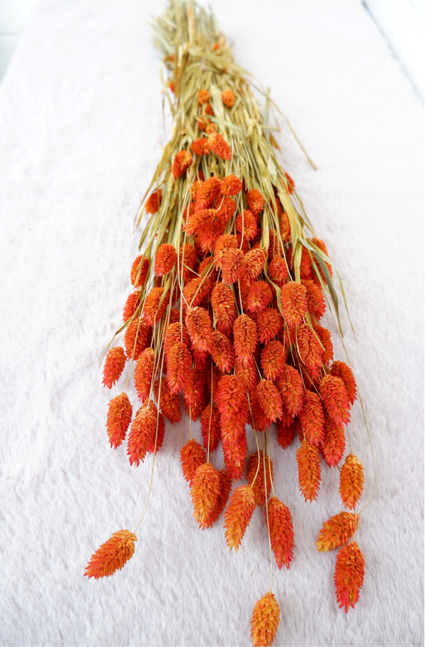 Droogbloemen Phalaris oranje