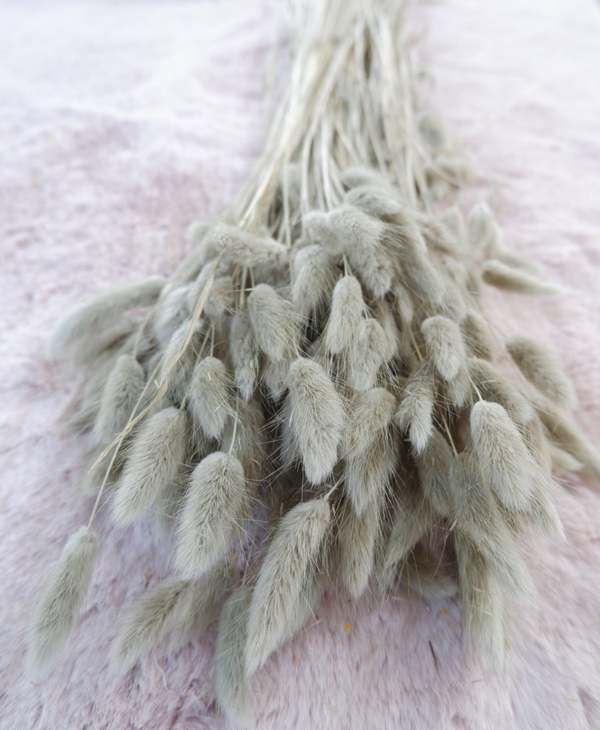 Droogbloemen Lagurus Ice green