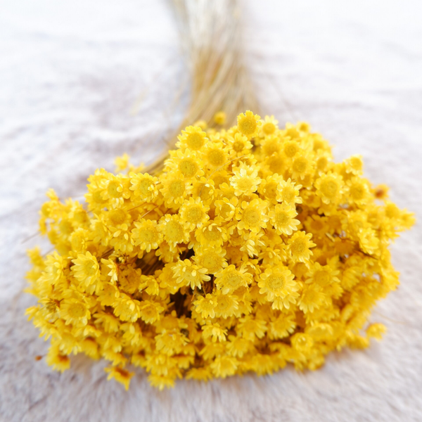 Droogbloemen Glixia starflower Geel