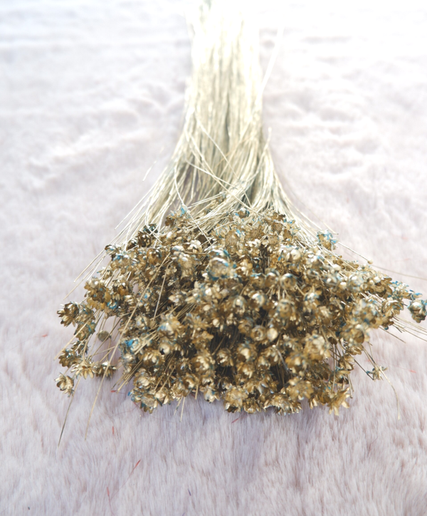 Droogbloemen Glixia starflower goud