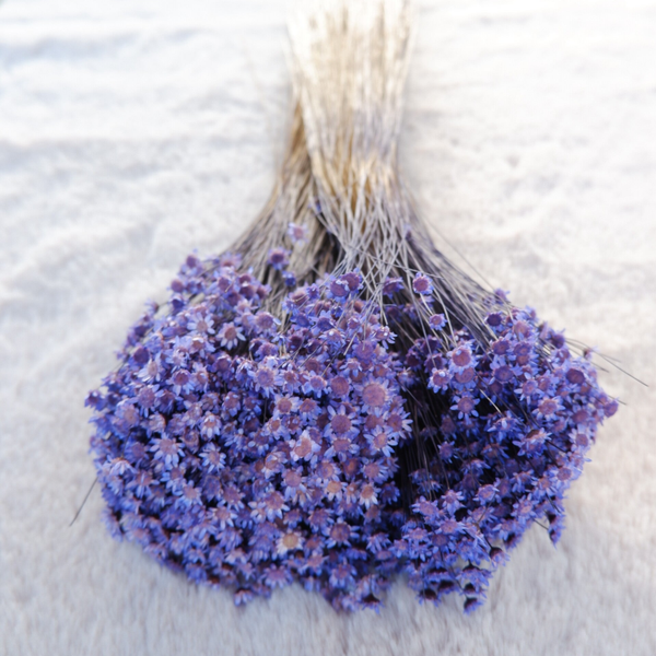 Droogbloemen Glixia starflower lila