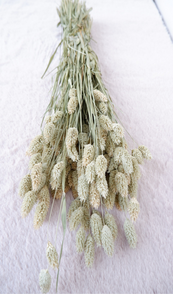 Droogbloemen Phalaris naturel