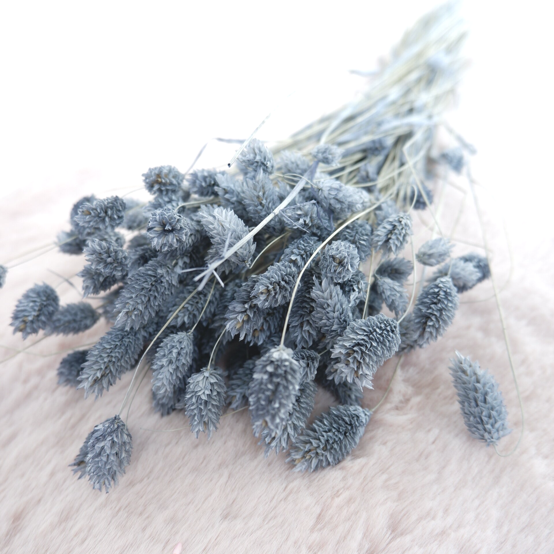 Droogbloemen Phalaris grijsblauw