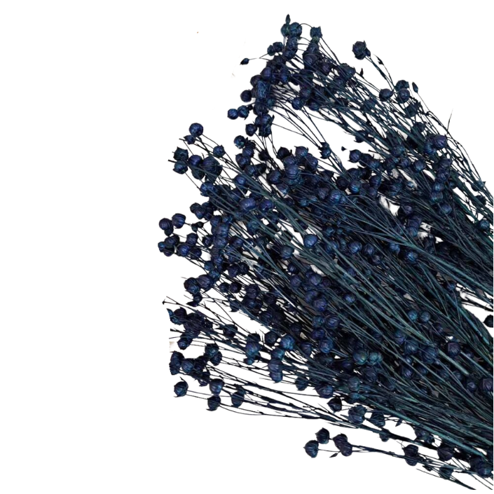 Droogbloemen Linum vlas blauw