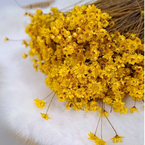 Droogbloemen Glixia starflower Geel