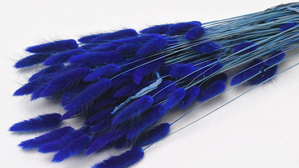 Droogbloemen Lagurus blauw