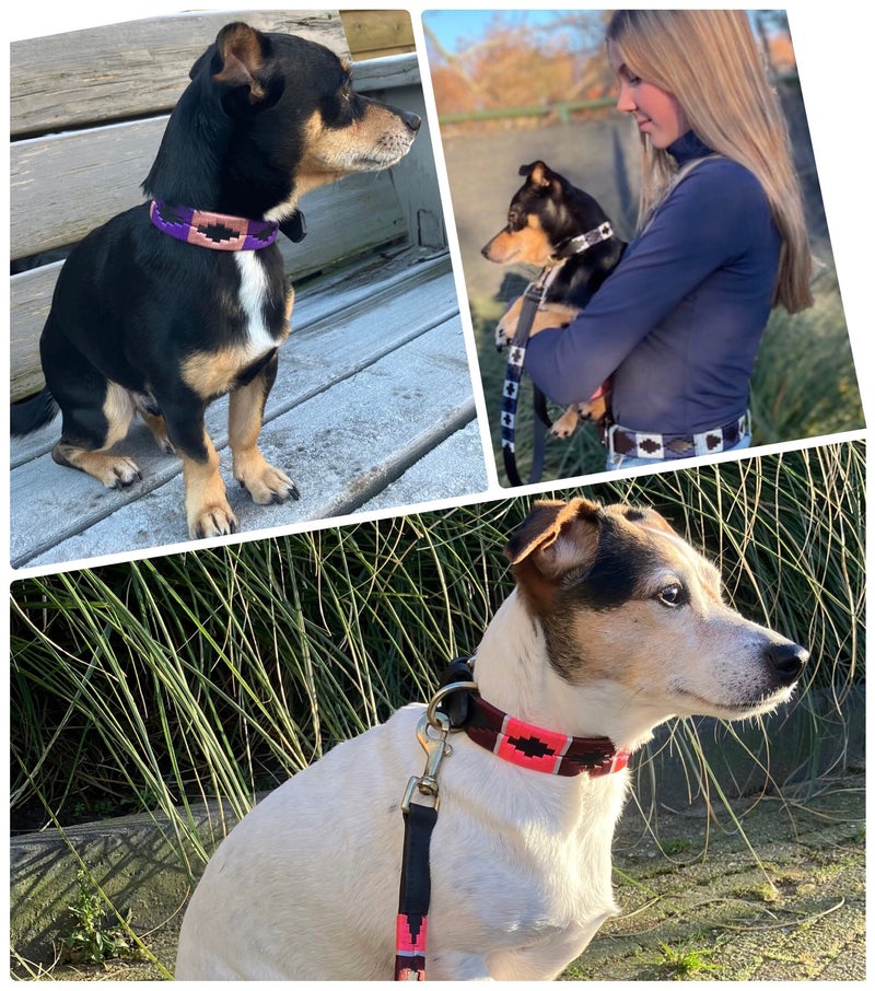 Polo halsbanden en riemen voor de hond fthorses