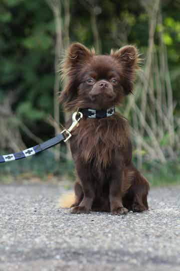 Polo riem en halsbanden voor de kleinere huisdieren