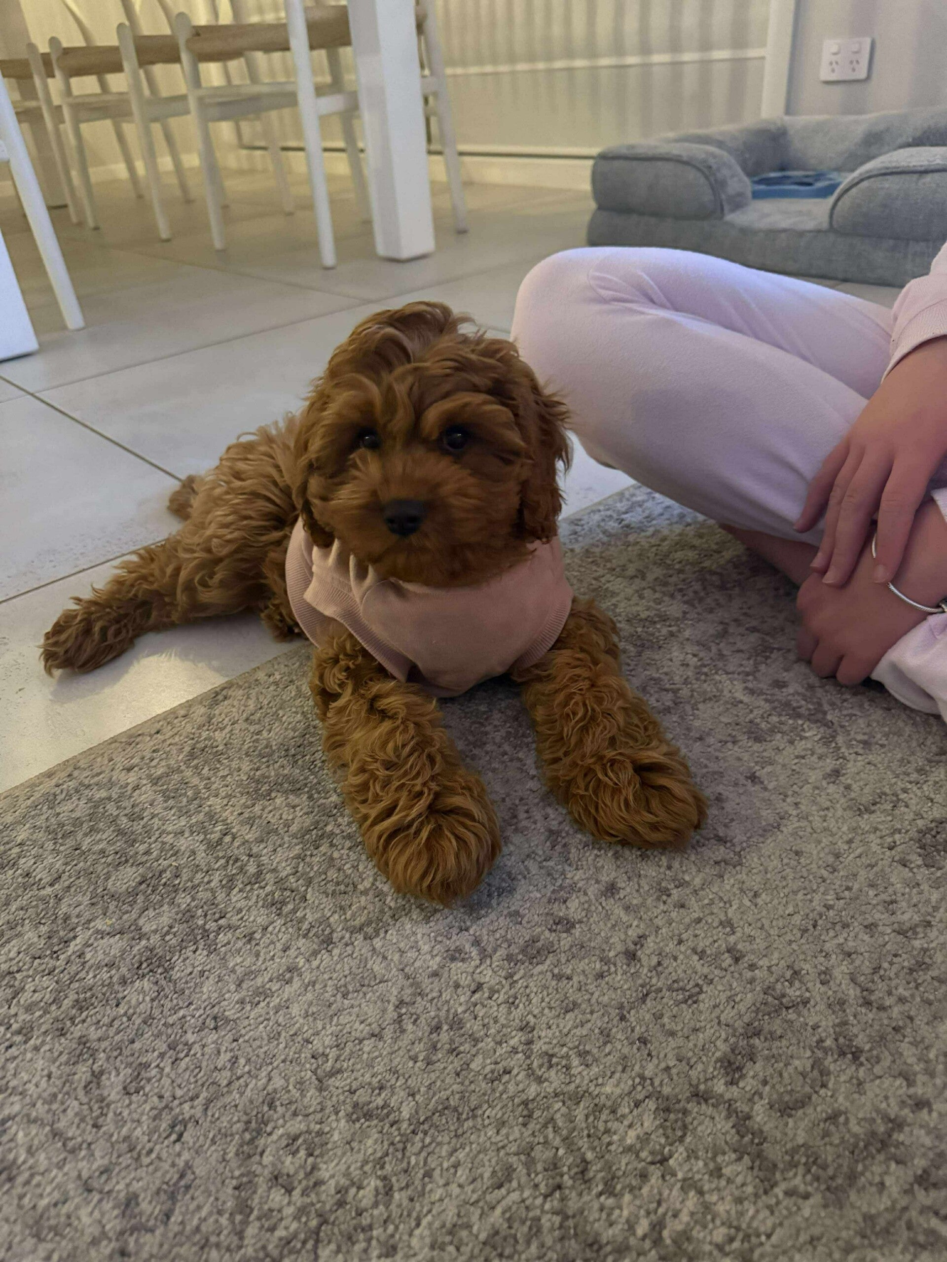 Puppy care visit – safe and friendly puppy handling by Pawsative Pet Care