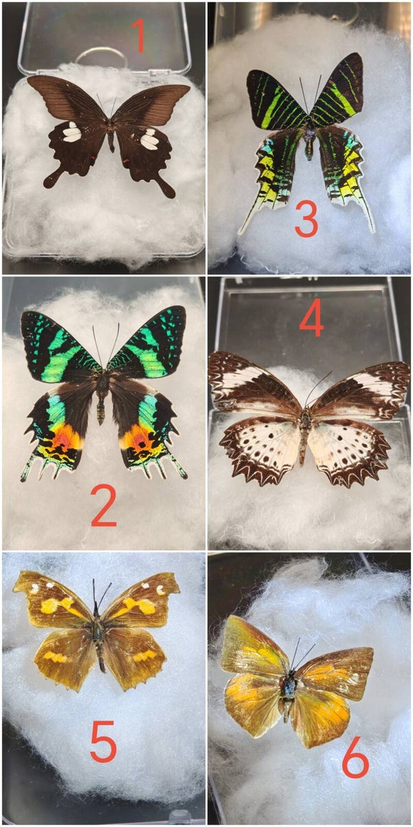 Dried Butterfly in a clear box