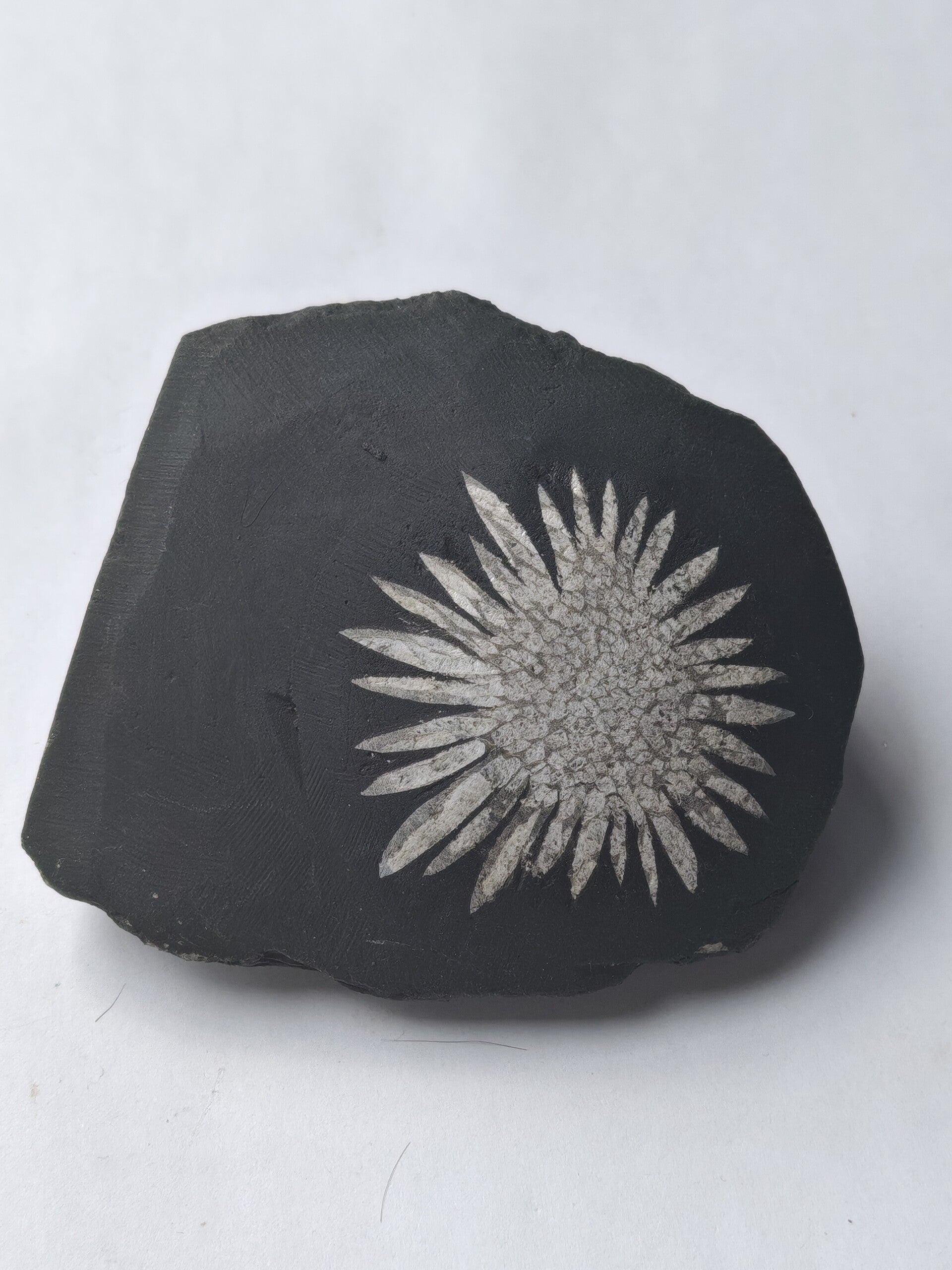 Chrysanthemum free form