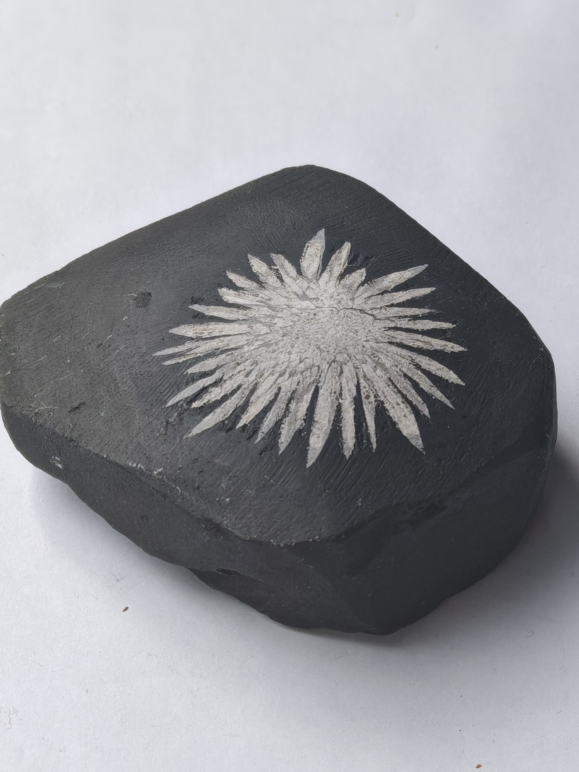 Chrysanthemum free form
