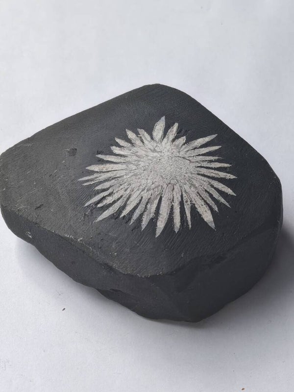 Chrysanthemum free form