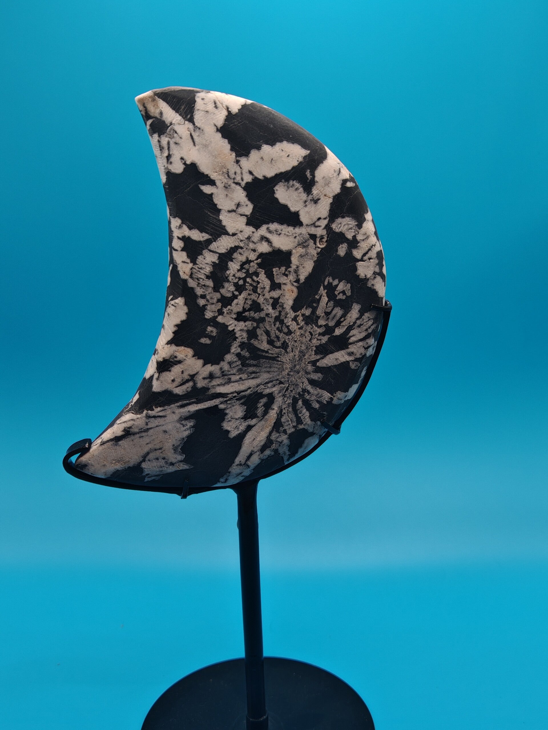Chrysanthemum Moon with black stand