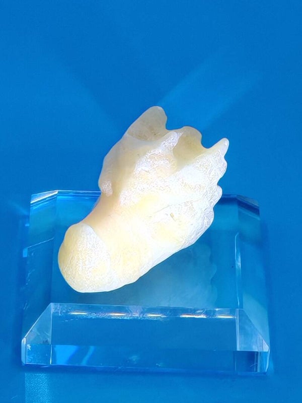 Orange Calcite Dragon Head 1