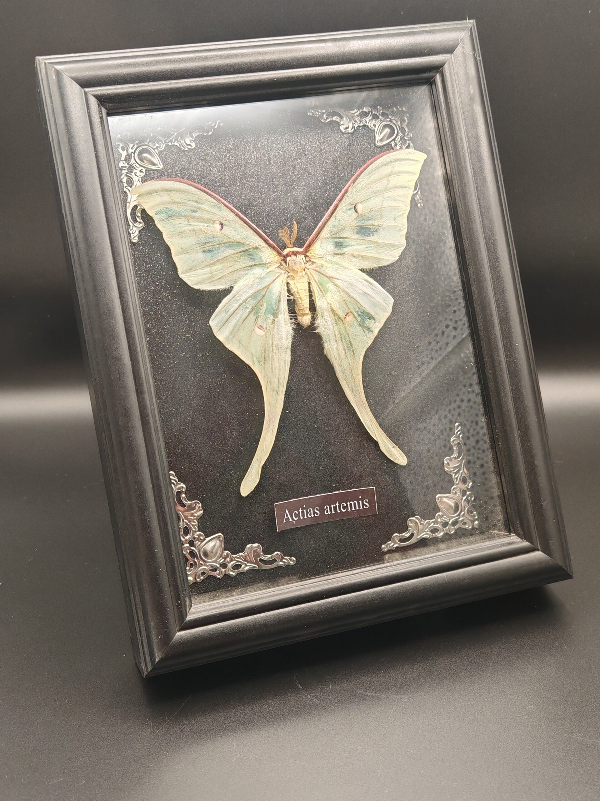Butterfly in a frame