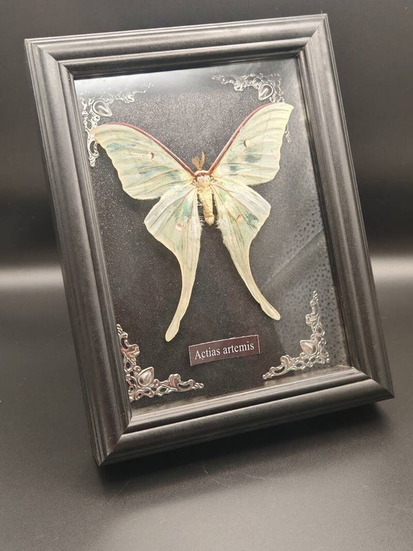 Butterfly in a frame