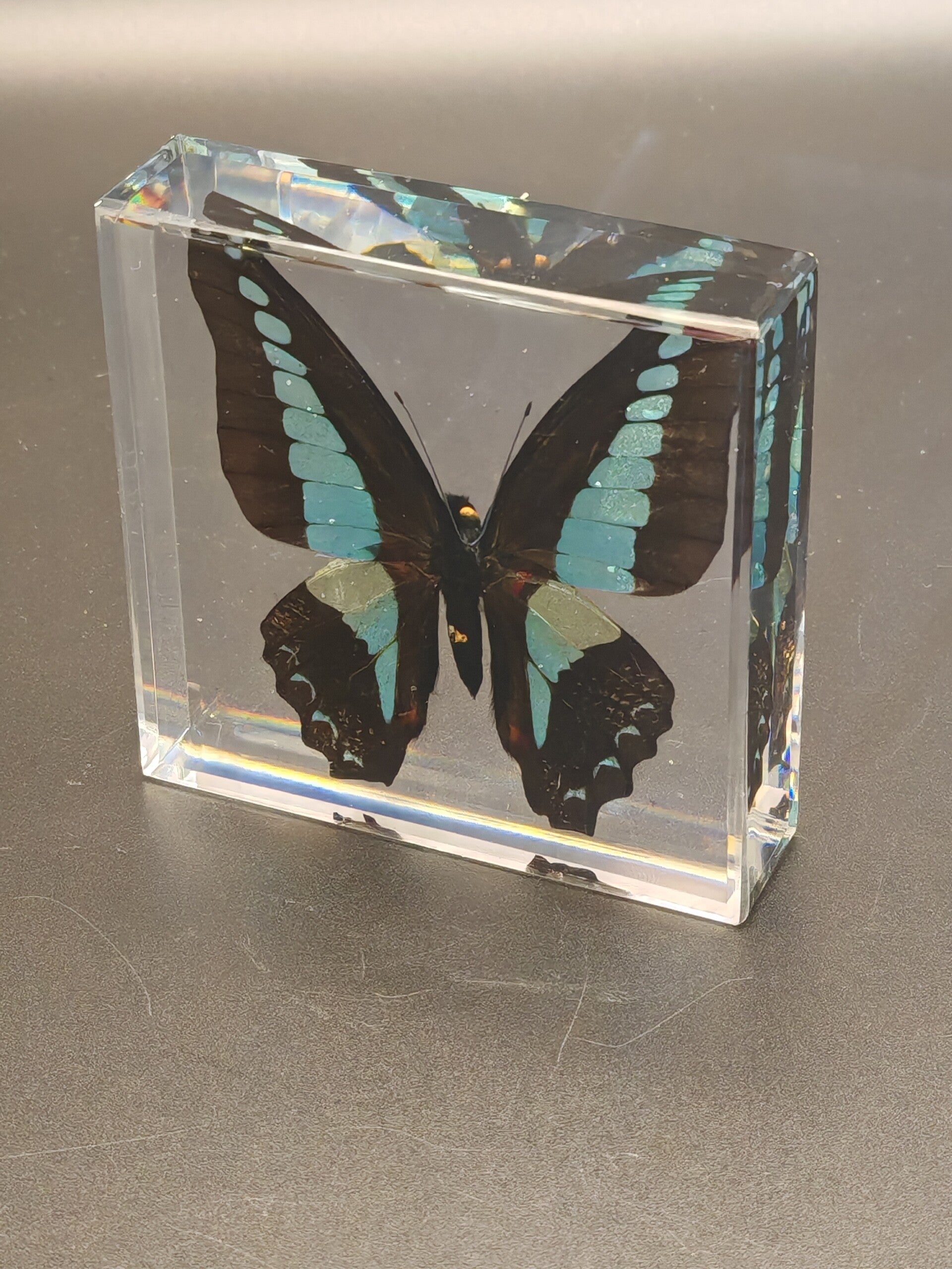 Butterfly in resin