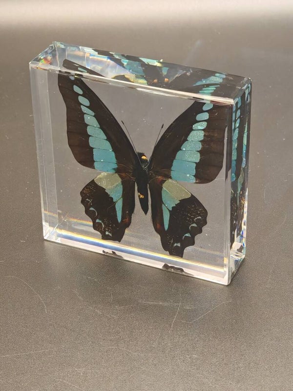Butterfly in resin