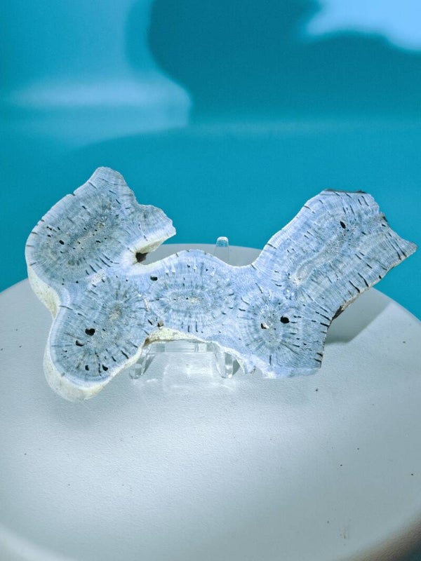 Blue Coral specimen