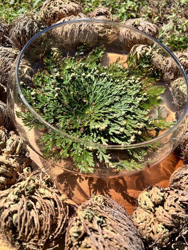 Dried Rose of Jericho Flower