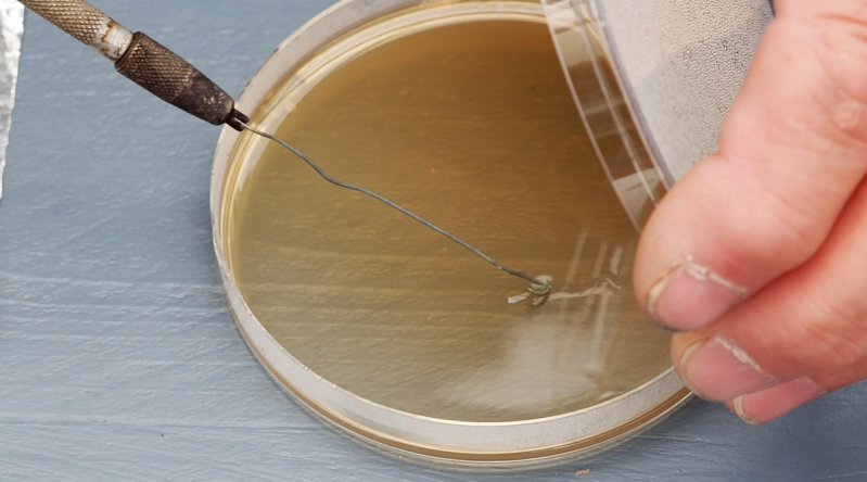 Enten van gist tijdens de bootcamp van BREWed