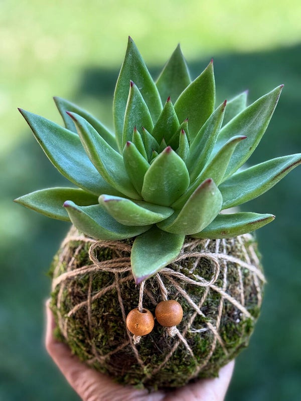 Pineapple Party
