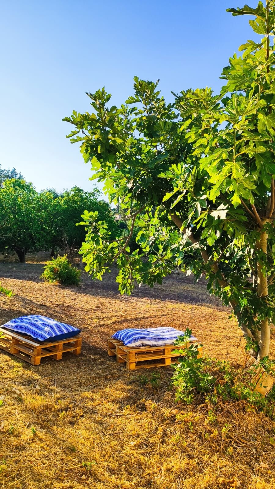 Pausa al tramonto nel frutteto immerso nella natura con luci calde e atmosfera rilassante