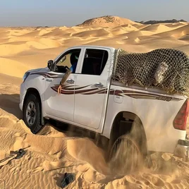 190-mauritanie-standard.webp