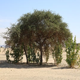 mauritanie-arbre-standard.jpg