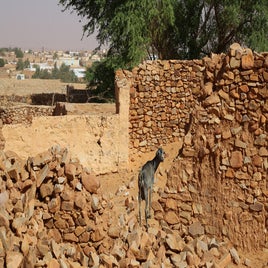 mauritanie-chinguetti-chevre-standard.jpg