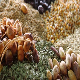 mauritanie-chinguetti-dattes-standard.jpg