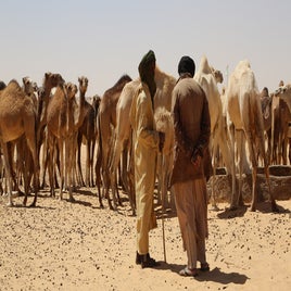 mauritanie-eleveurs-standard-ilo1m1.jpg