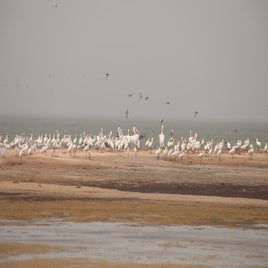 mauritanie-parc-national-du-banc-d-arguin-oiseaux-standard.jpg