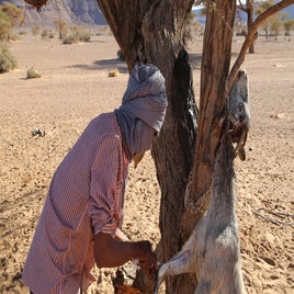 mauritanie-sacrifice-d-une-chevre-standard.jpg