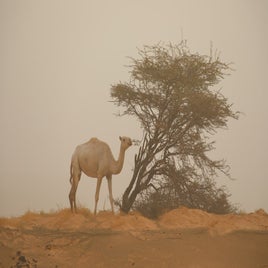 mauritanie-village-n-weib-dromadaire-standard.jpg