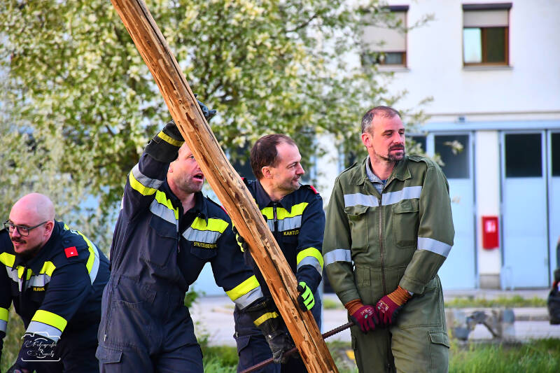 maibaum-157-standard-3pyy2v.jpg