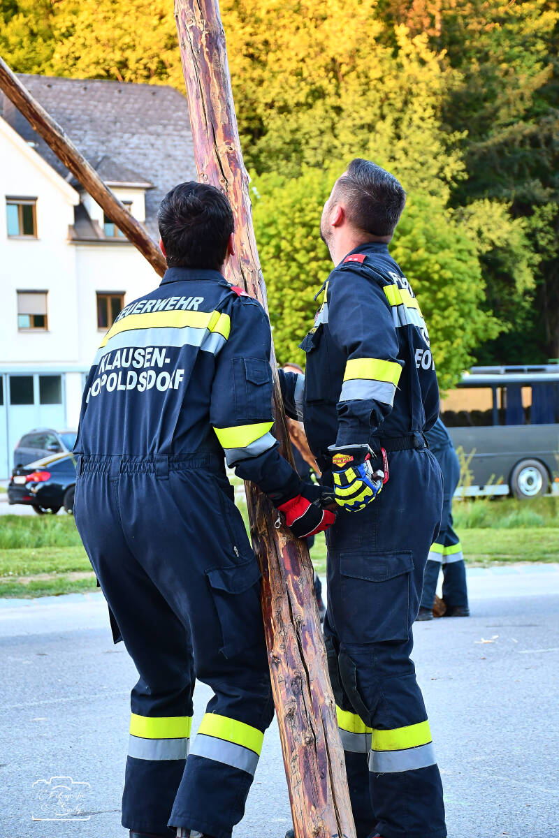 maibaum-159-standard-o9eaef.jpg