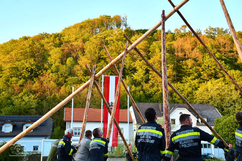 maibaum-163-standard.jpg