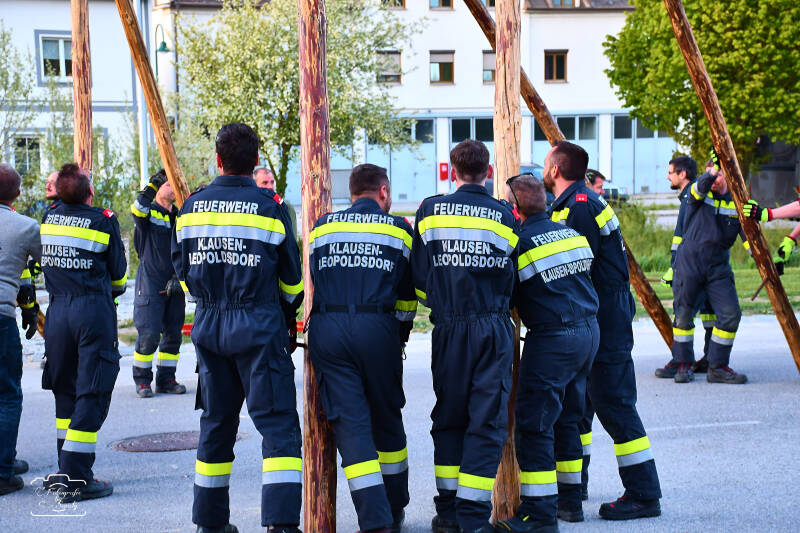 maibaum-168-standard.jpg