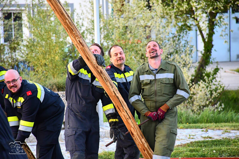 maibaum-170-standard.jpg