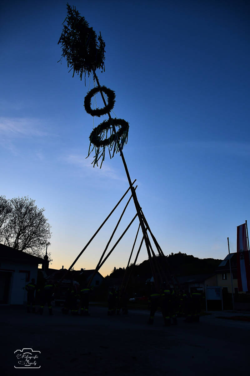 maibaum-174-standard.jpg