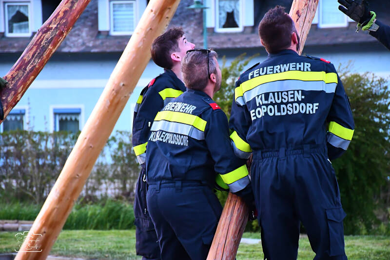maibaum-181-standard.jpg
