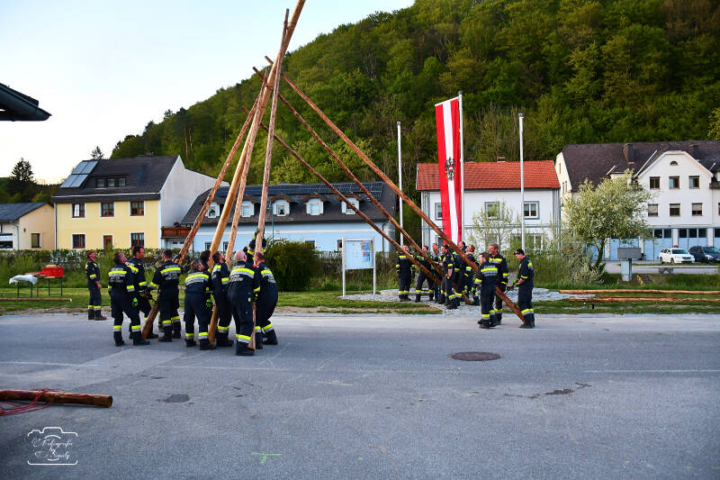 maibaum-185-standard.jpg