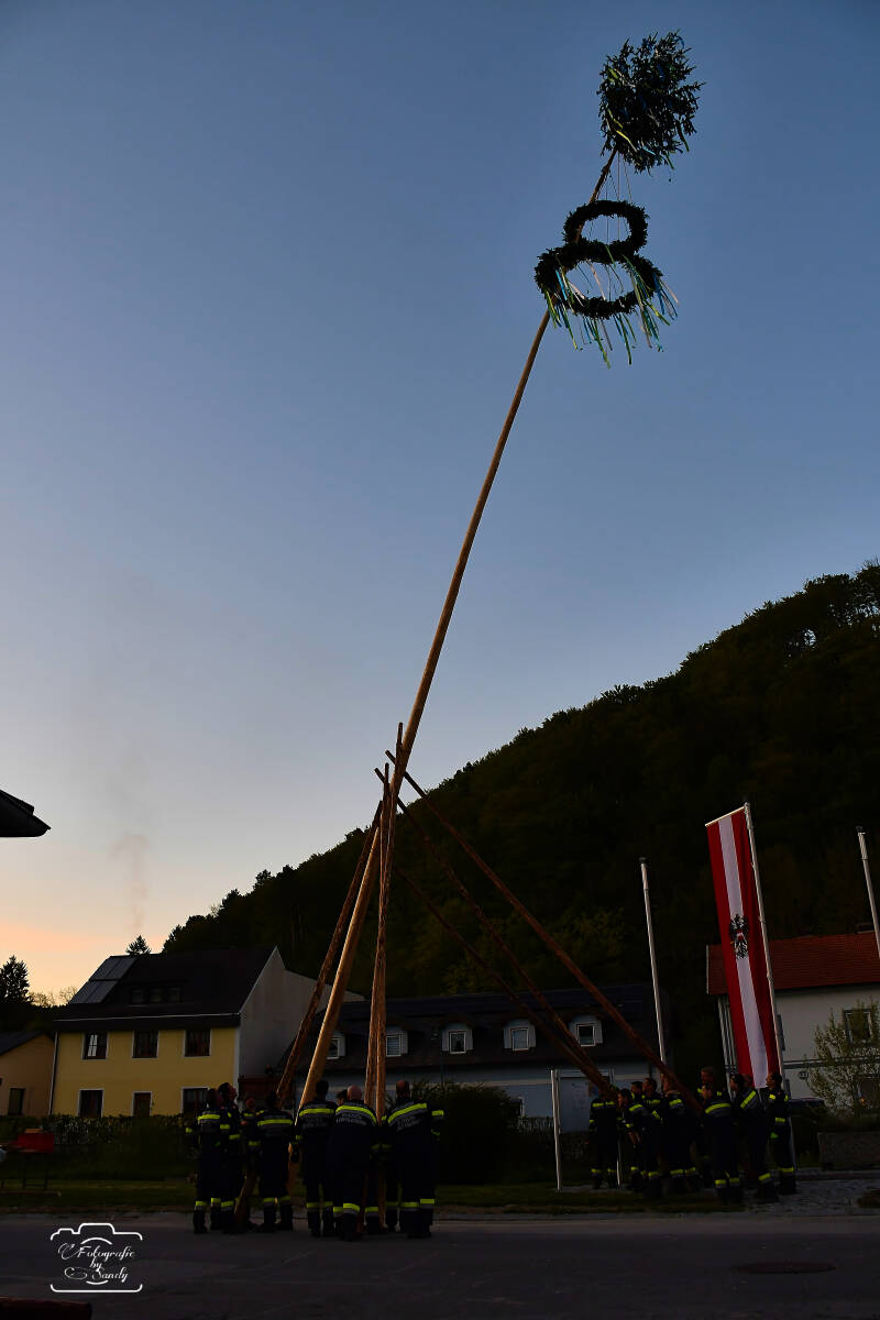 maibaum-189-standard.jpg