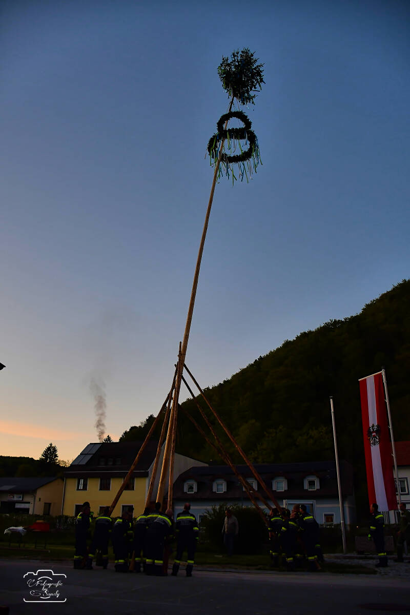 maibaum-190-standard.jpg