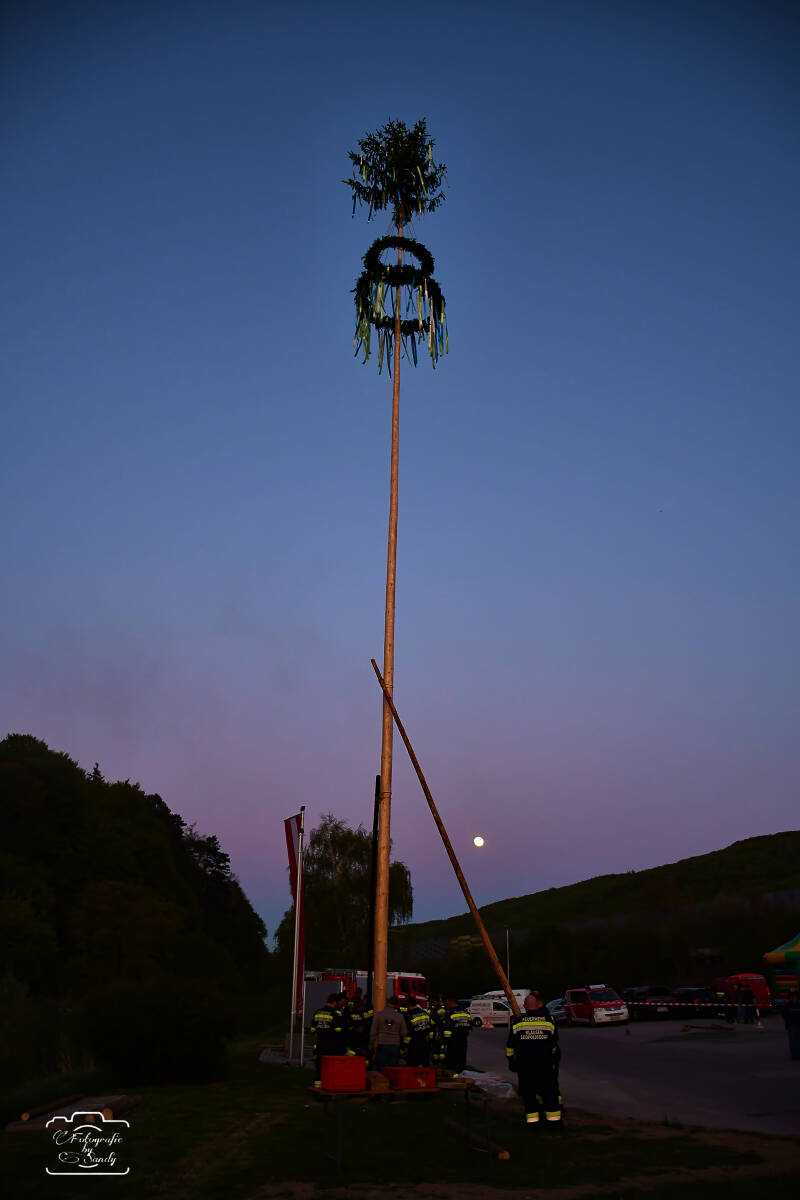 maibaum-201-standard.jpg
