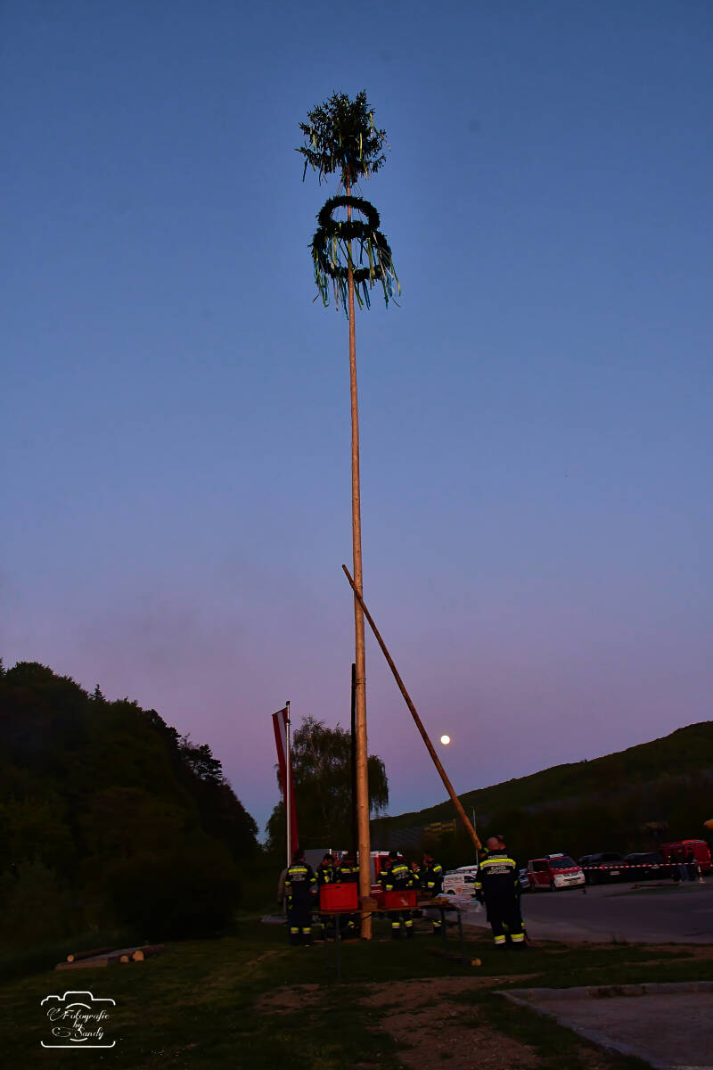 maibaum-202-standard.jpg