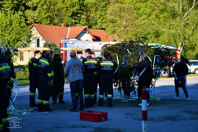 maibaum-30-standard-cpwn2c.jpg